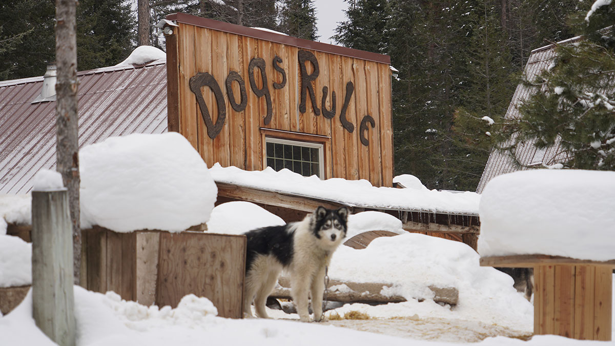 Dog Sledding in the Flathead Valley 406.BUZZ